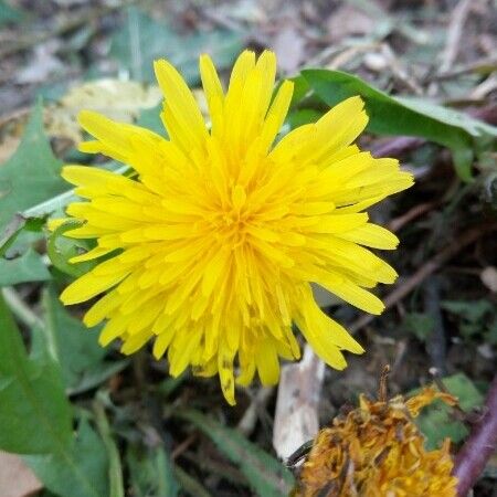 Leontodon hispidus Flower