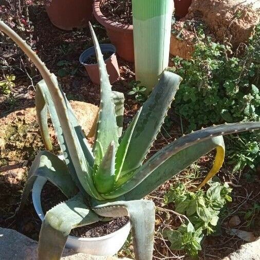 Aloe vera Fuelha