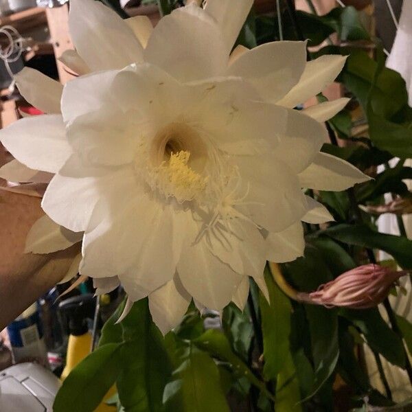 Epiphyllum oxypetalum Flower