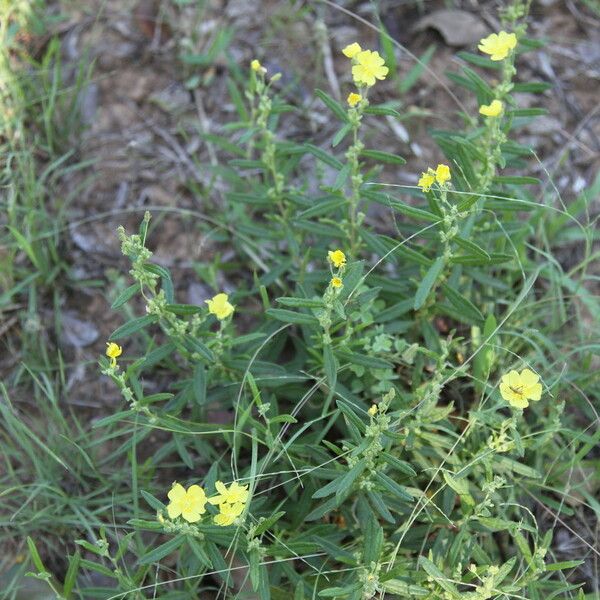 Crocanthemum rosmarinifolium Natur