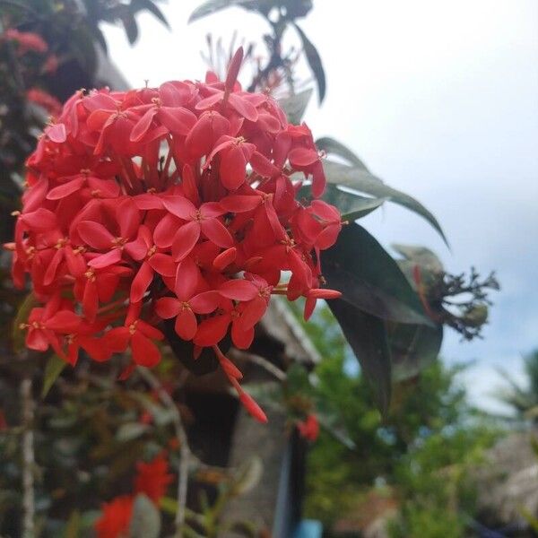 Ixora chinensis Kwiat