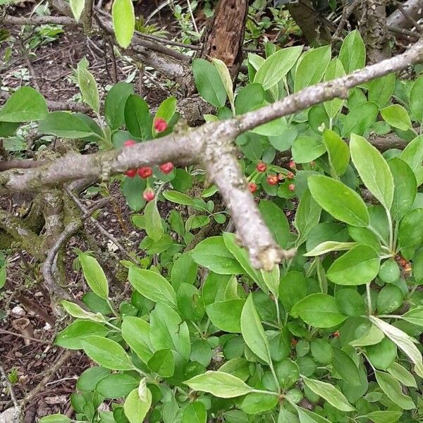 Malus sylvestris Bark