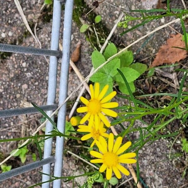 Senecio squalidus Blomst