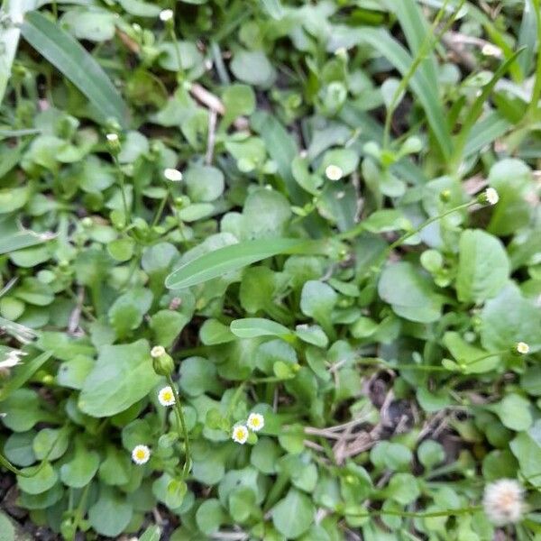 Erigeron bellioides Kukka