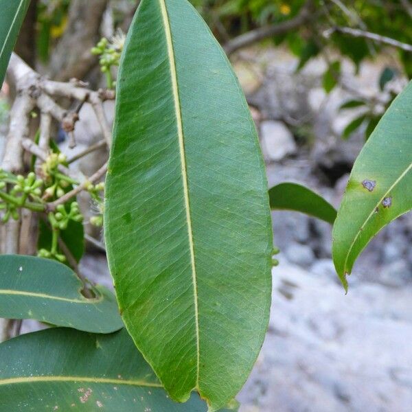 Syzygium cumini Leaf