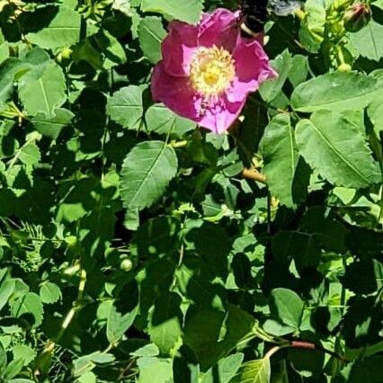 Rosa nutkana Blüte