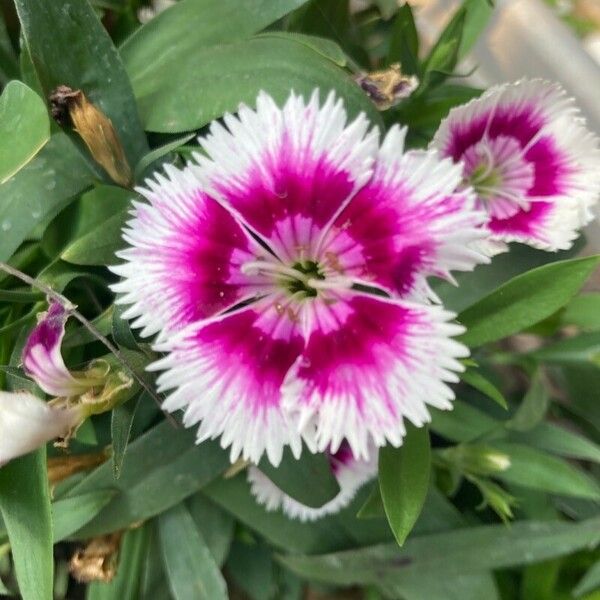 Dianthus chinensis Çiçek