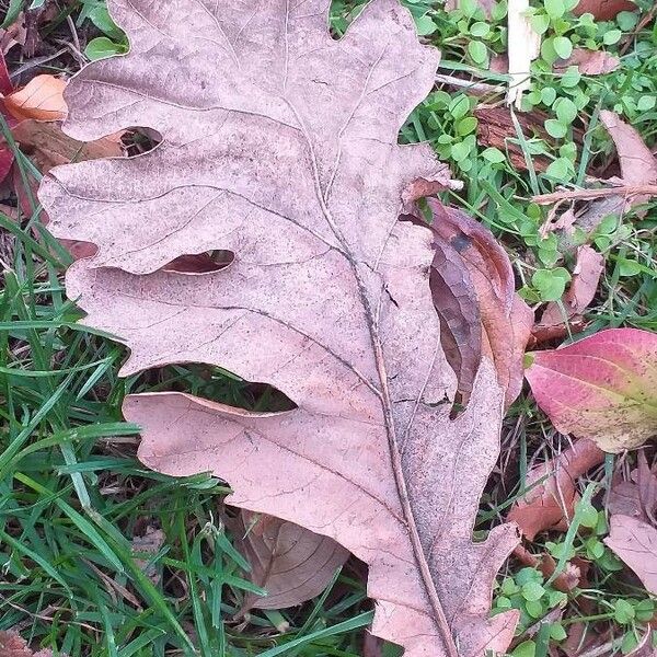 Quercus frainetto Leaf