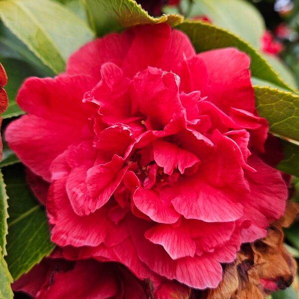 Camellia sasanqua Flower