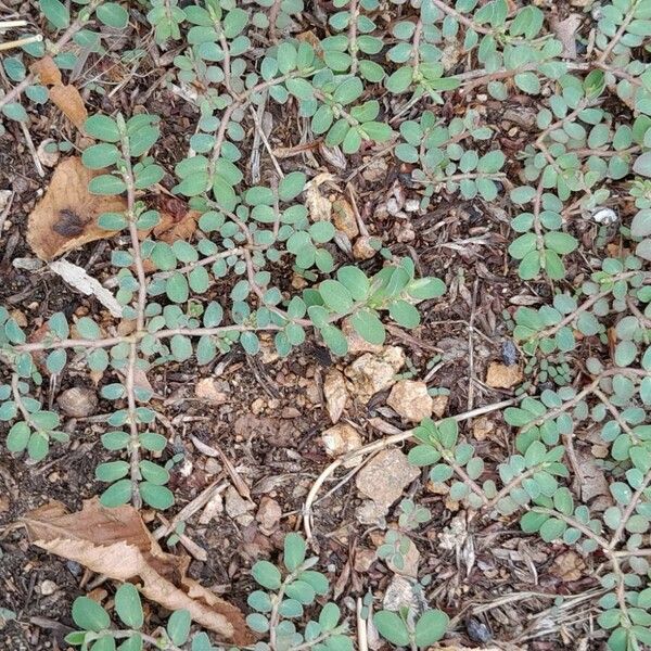 Euphorbia prostrata Fuelha