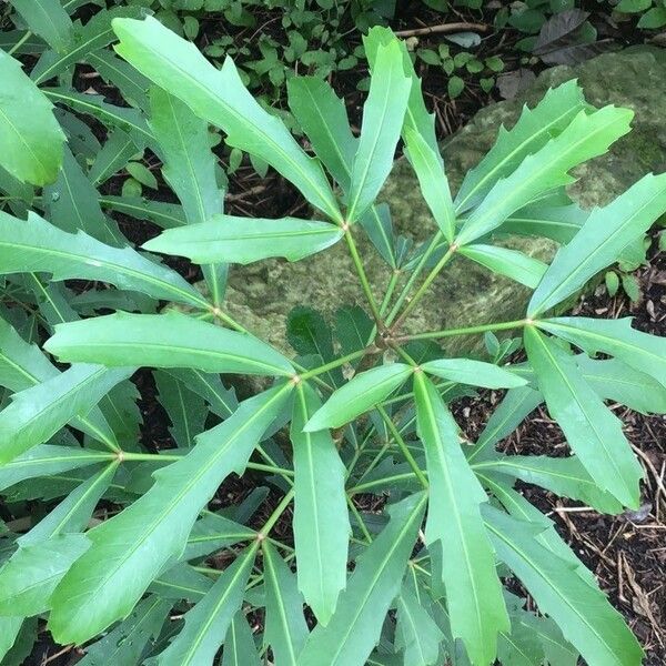 Pseudopanax lessonii पत्ता