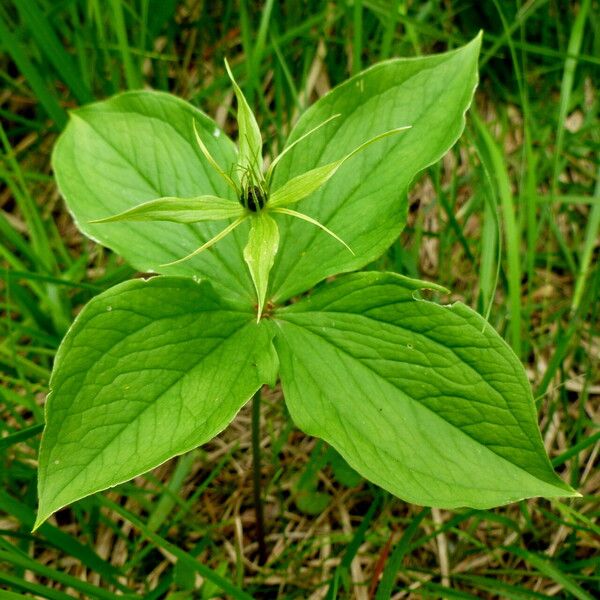 Paris quadrifolia Feuille