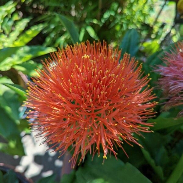 Scadoxus multiflorus Квітка