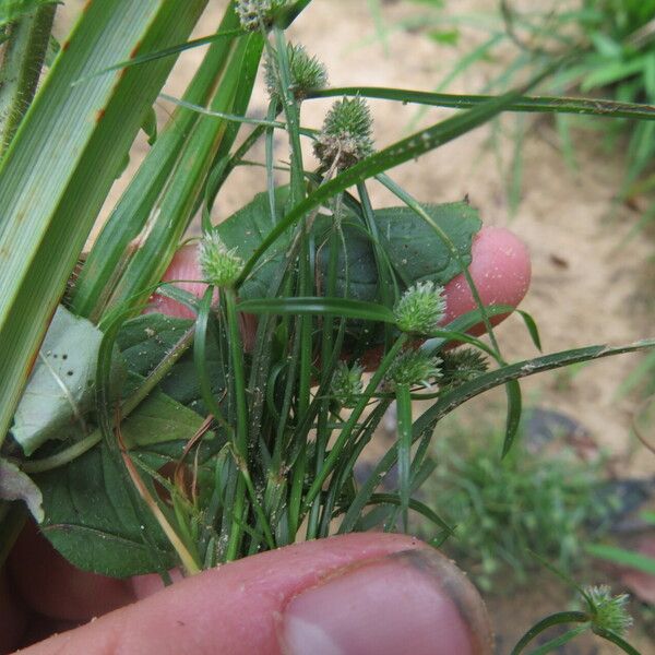 Cyperus hortensis Habit