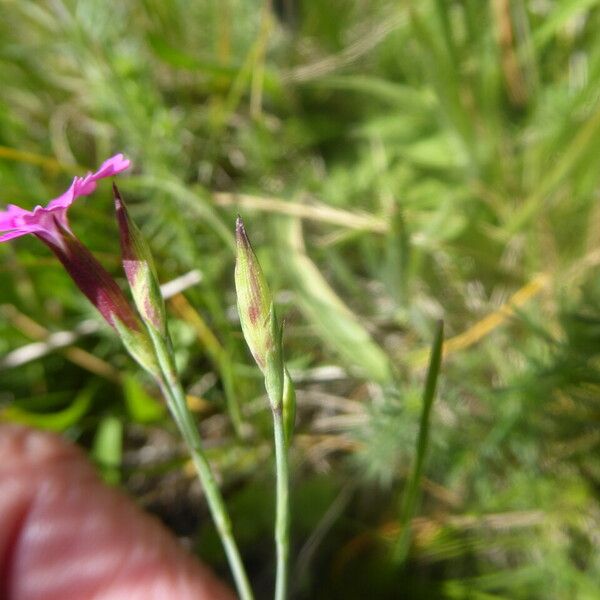 Dianthus deltoides Kwiat