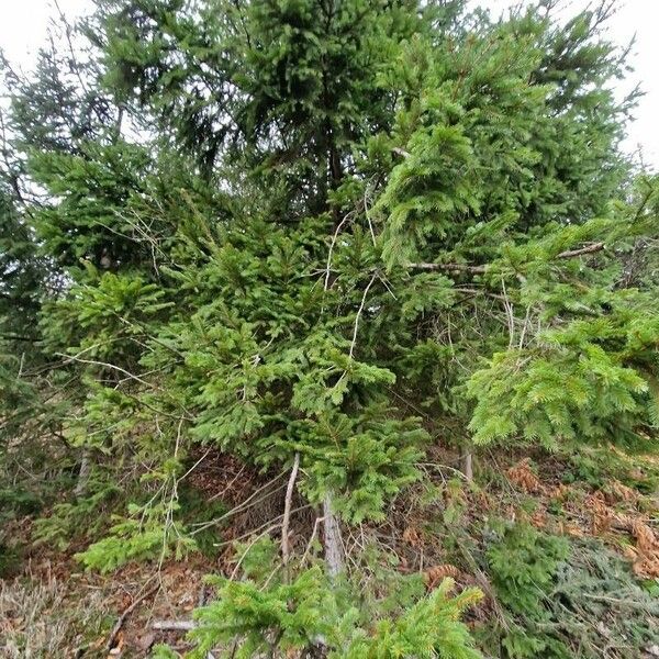 Picea abies Habit