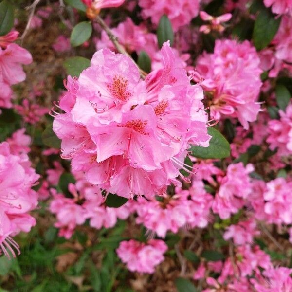 Rhododendron catawbiense Kwiat