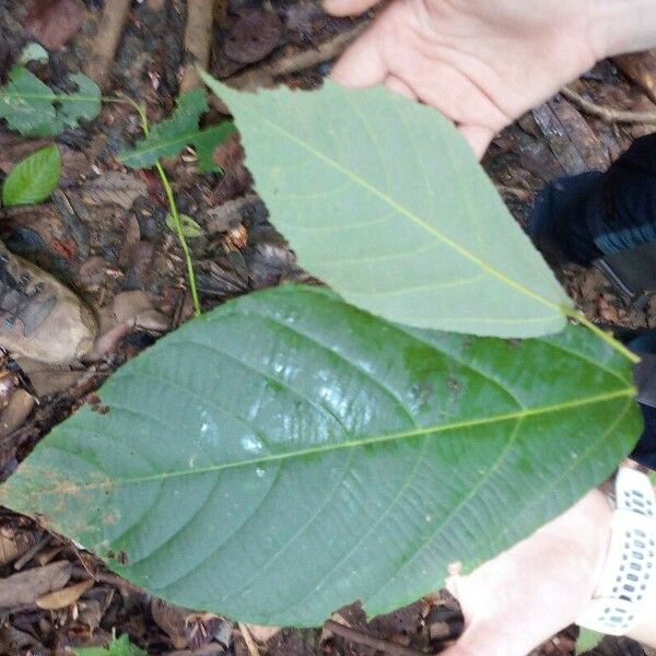 Apeiba petoumo Leaf