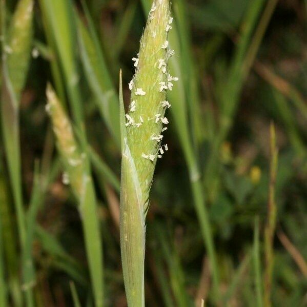 Phalaris paradoxa Flower