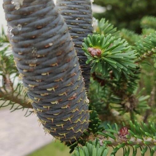 Abies koreana Vili