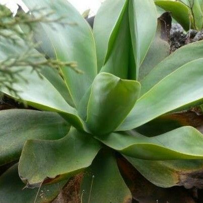 Agave ellemeetiana Ліст