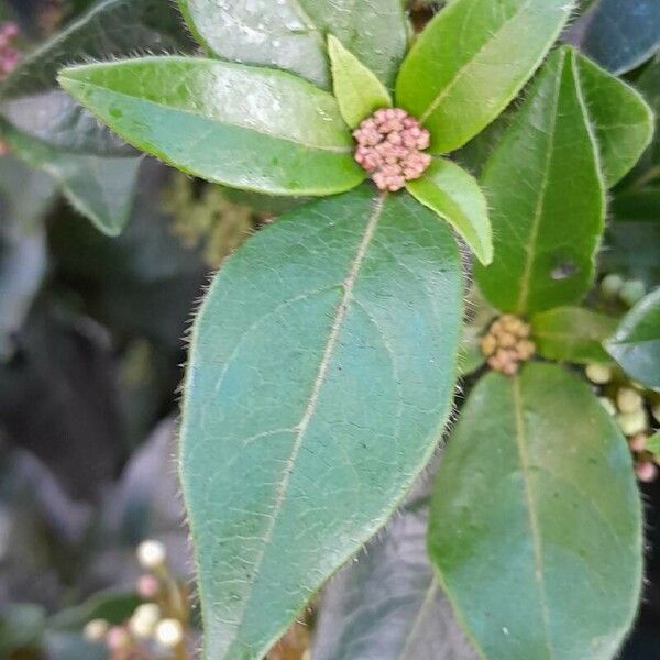 Viburnum tinus পাতা