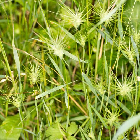 Aegilops geniculata Характер