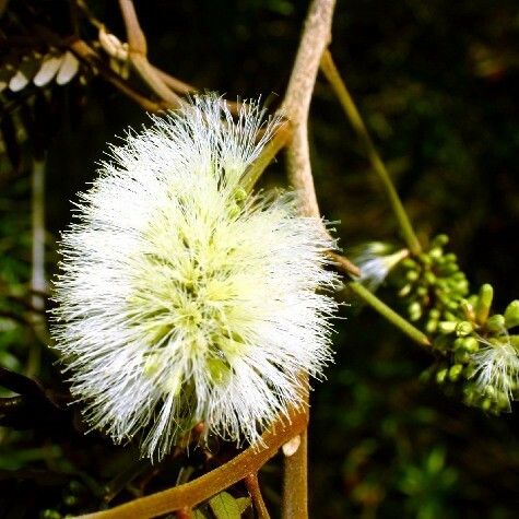 Archidendropsis macradenia Fruto