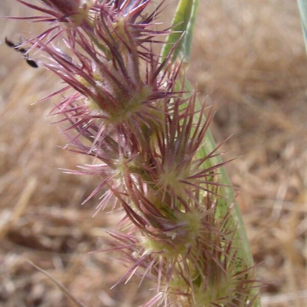 Cenchrus biflorus Flower