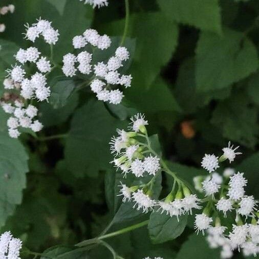 Ageratina altissima Çiçek