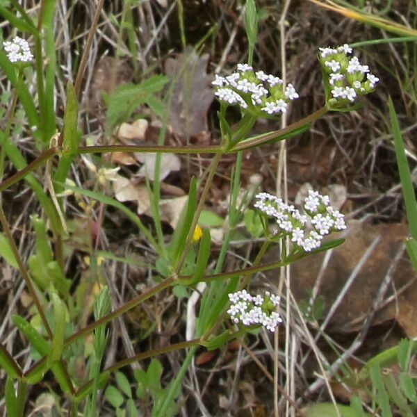 Valeriana eriocarpa 花