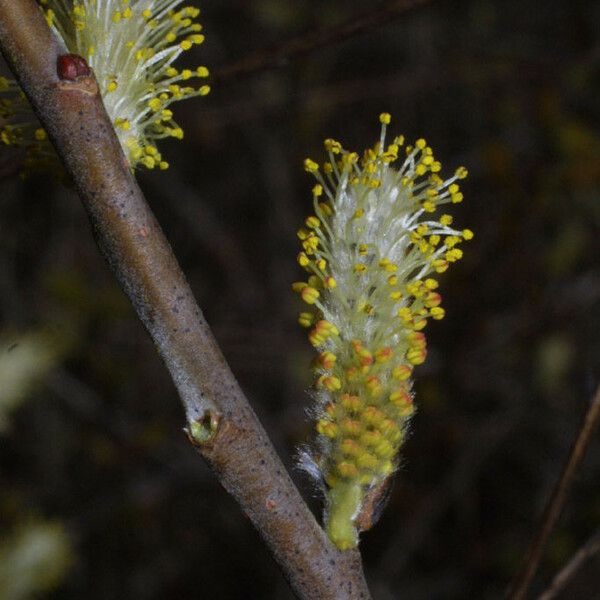 Salix sericea Çiçek