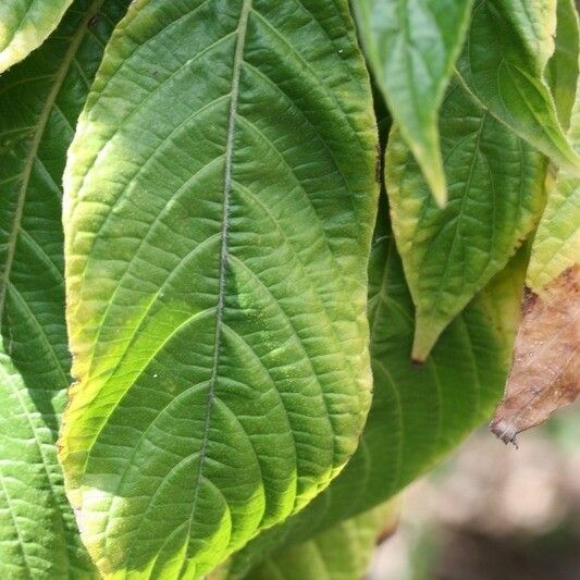 Aphelandra sinclairiana Lehti