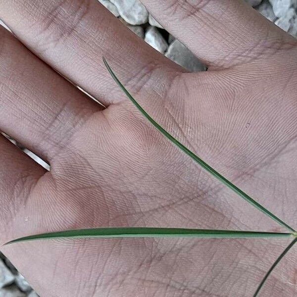 Lathyrus setifolius Leaf