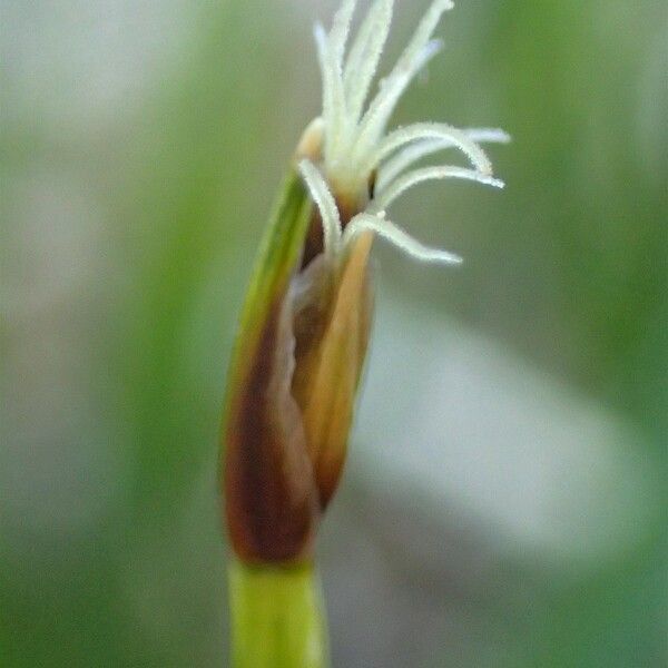 Trichophorum cespitosum Virág
