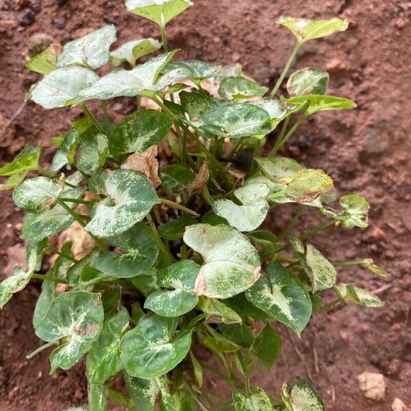 Syngonium angustatum Lapas