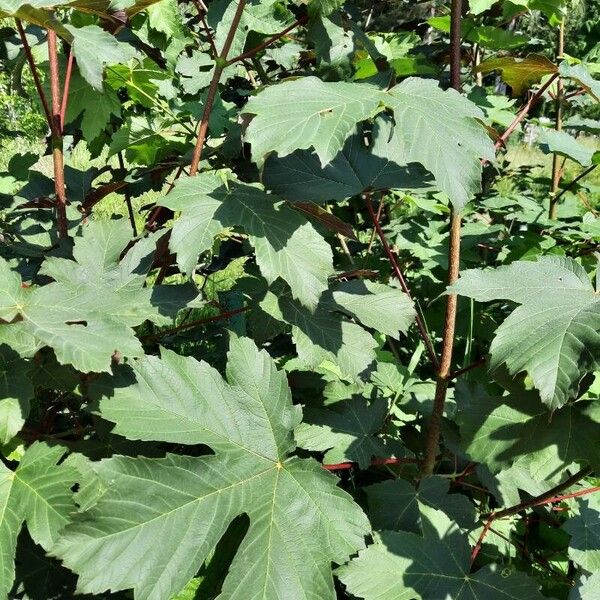 Acer glabrum Hoja