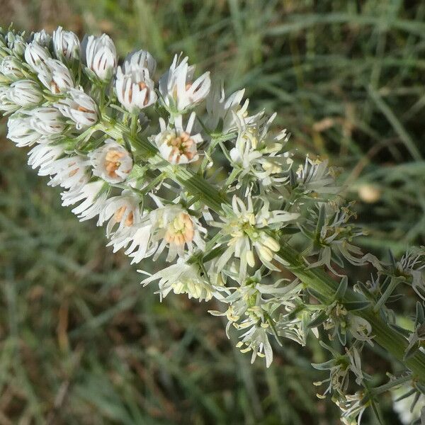 Reseda alba Květ