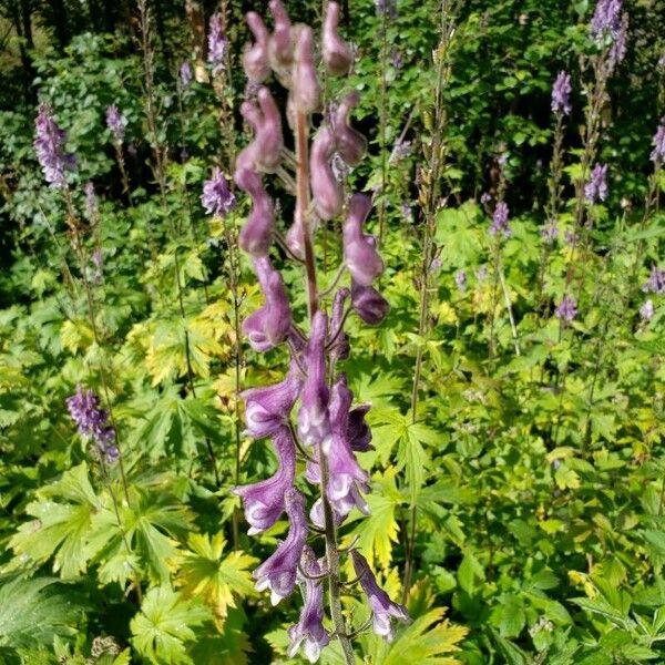 Aconitum septentrionale Virág