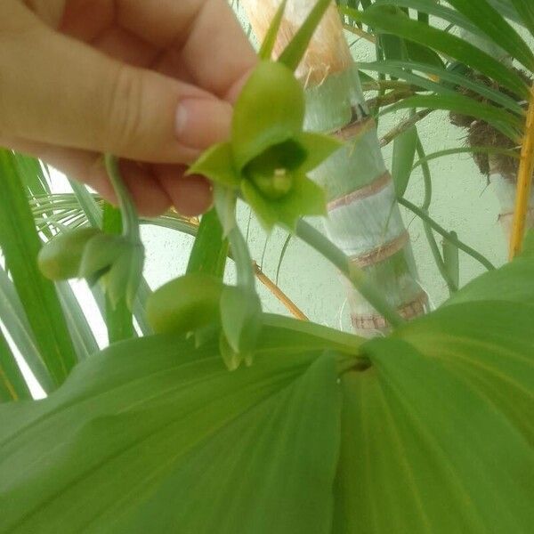 Catasetum maculatum Blüte