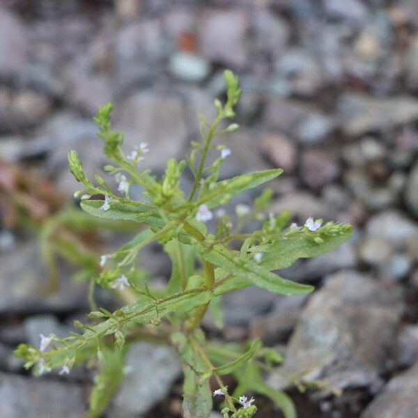 Veronica anagalloides Květ