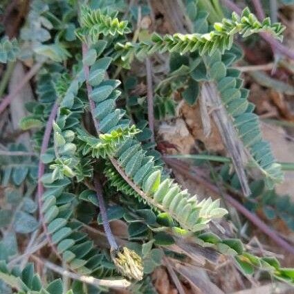 Astragalus monspessulanus Leaf