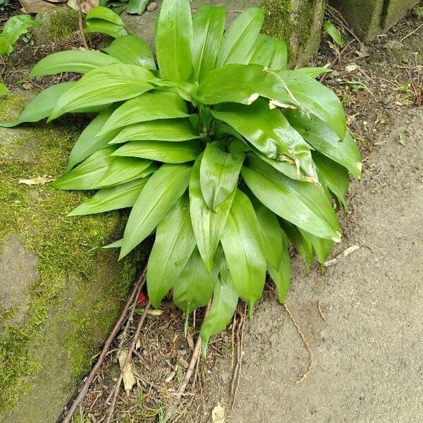 Allium ursinum 葉