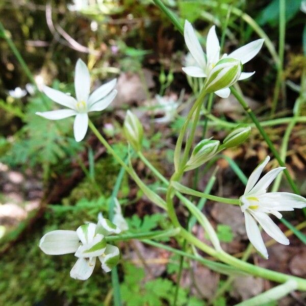 Ornithogalum orthophyllum Flor