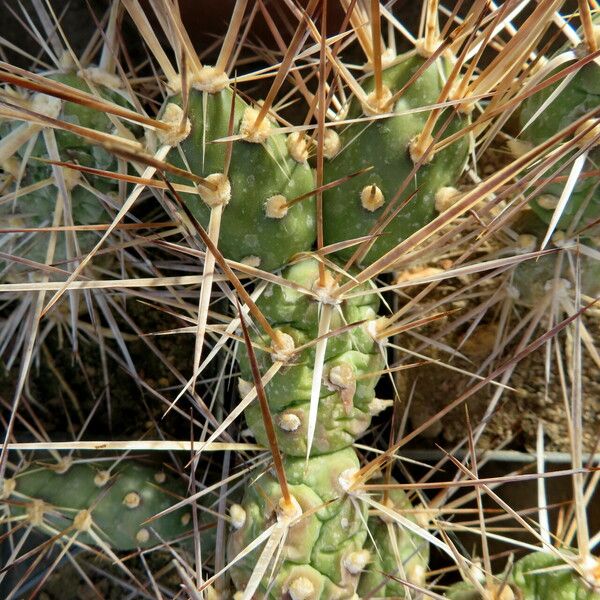 Tephrocactus weberi Feuille