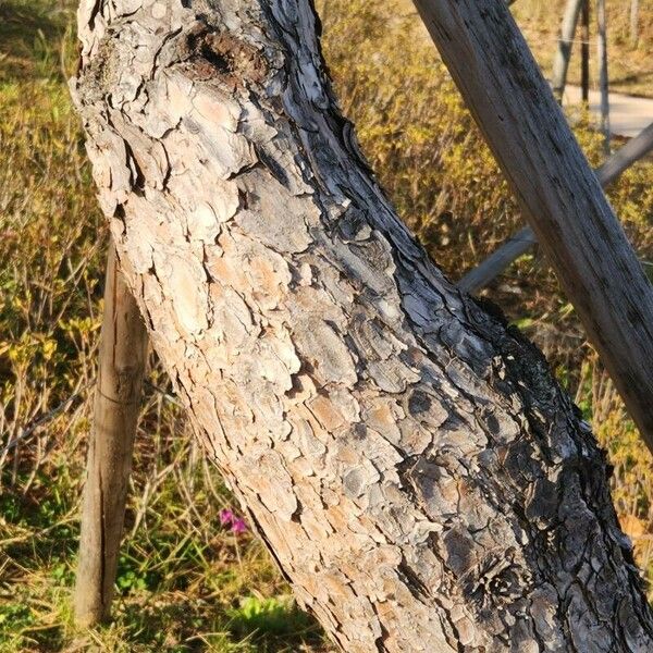 Pinus strobus Kaarna