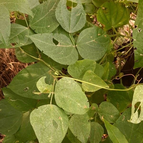 Phaseolus lunatus Leaf