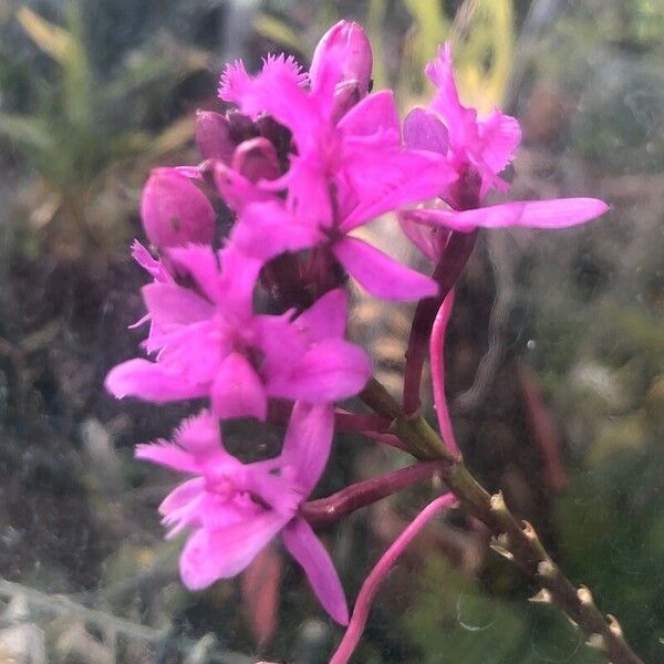 Epidendrum secundum Кветка