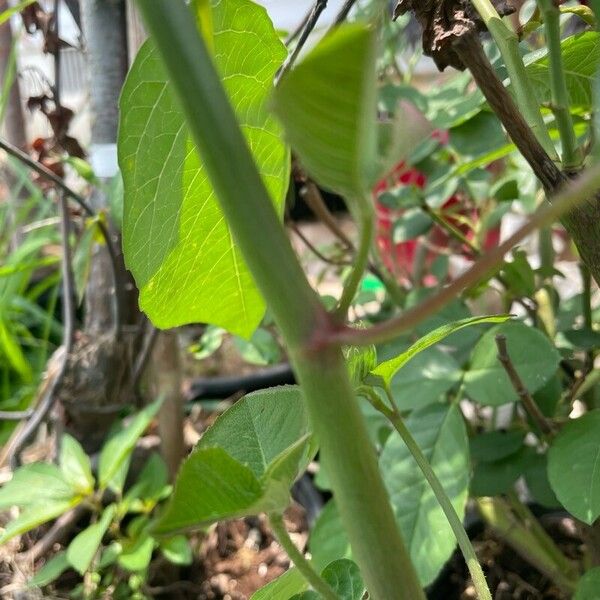 Euphorbia heterophylla Bark