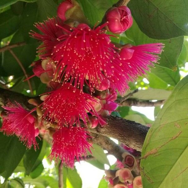 Syzygium malaccense Flors